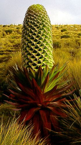 Lobelia deckenii